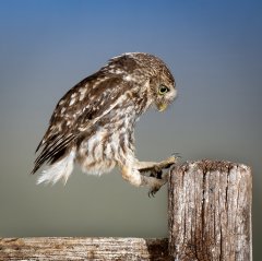 Lynda Haney-Little Owl Landing-Second.jpg